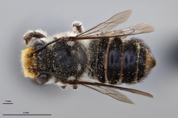 Media type: image;   Entomology 790899 Aspect: habitus dorsal view